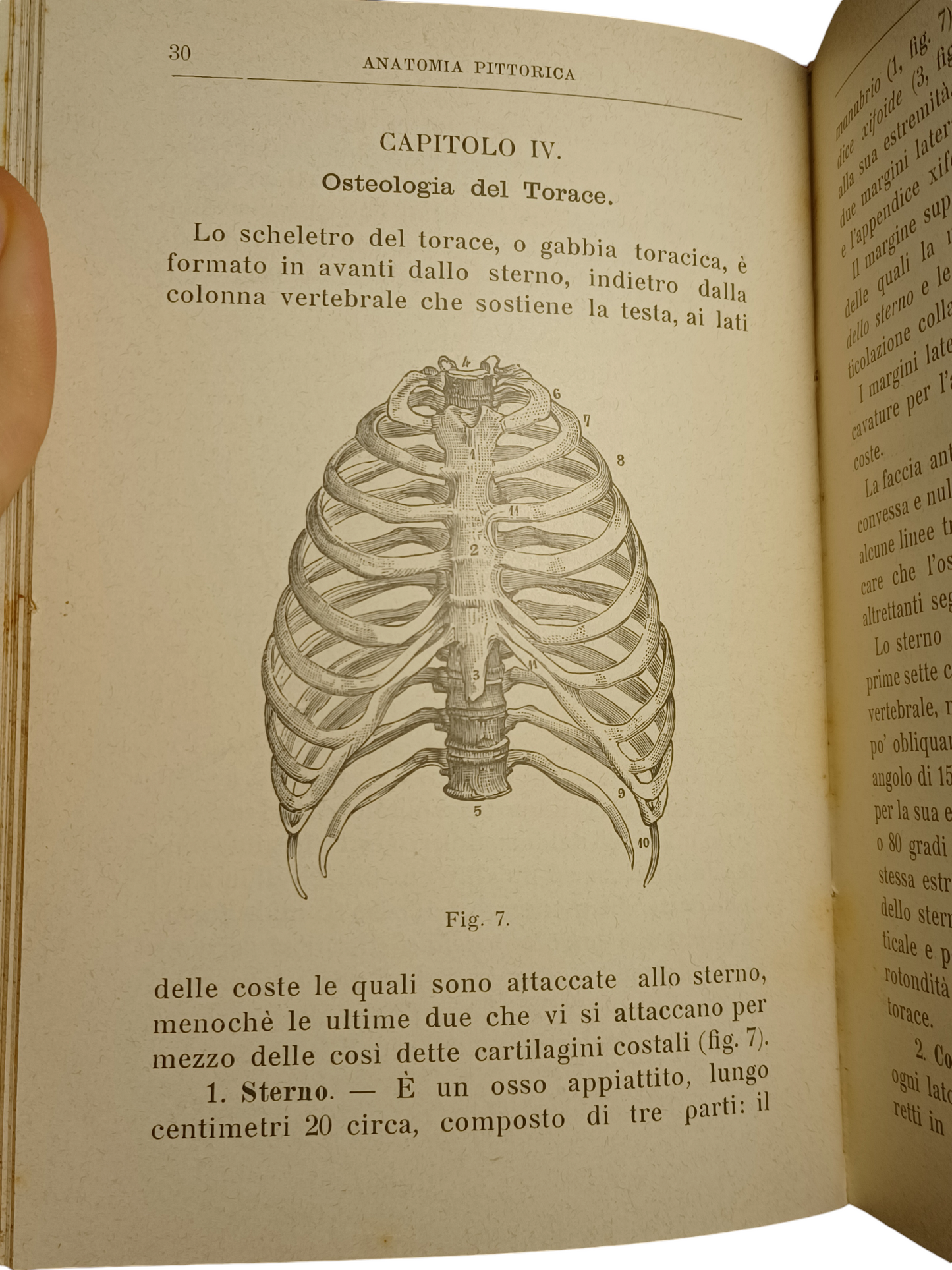 "Anatomia Pittorica" di Ulrico Hoepli