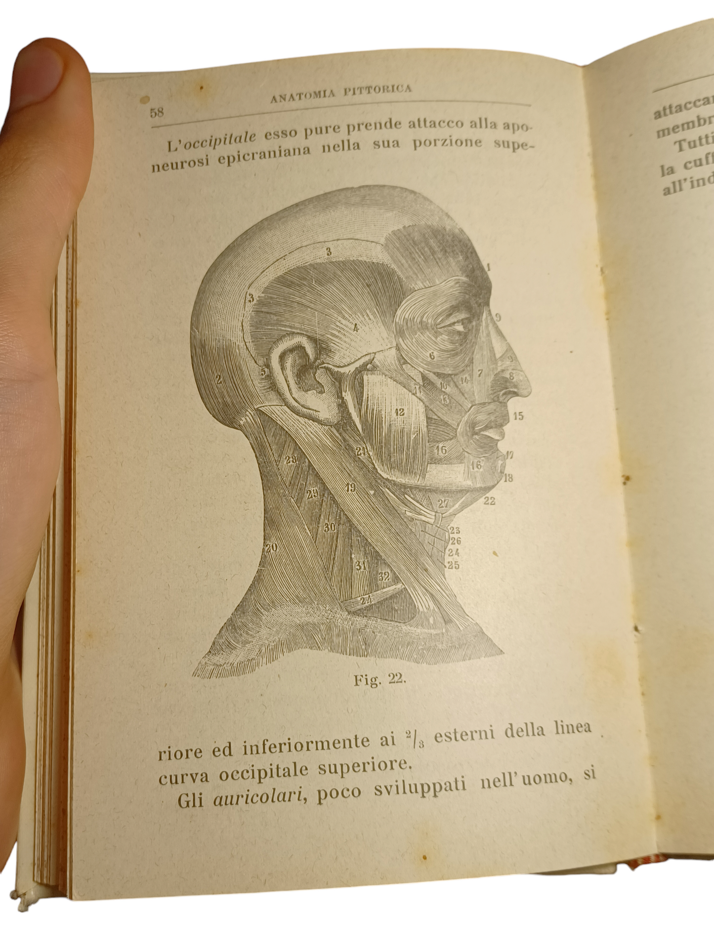 "Anatomia Pittorica" di Ulrico Hoepli